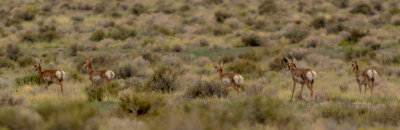Antelope Spring 5775.jpg