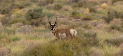 Antelope Spring 5787.jpg