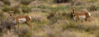Antelope Spring 5811.jpg