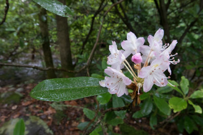lx100__7140675.jpg