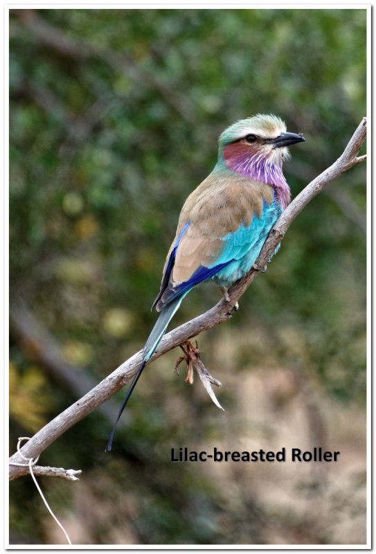 Birds of Kruger National Park
