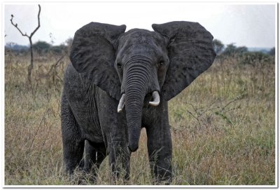 Animals of Kruger National Park
