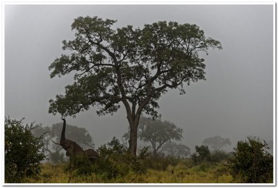 Morning Mist, Kruger National Park