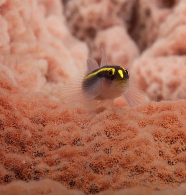 Barsnout Goby 