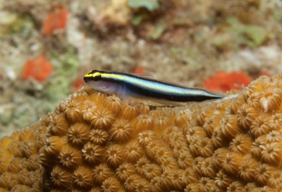 Sharknose Goby 