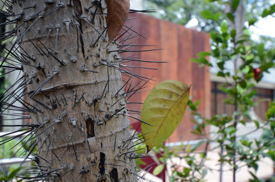 Jardin Botanico