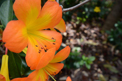 Jardin Botanico