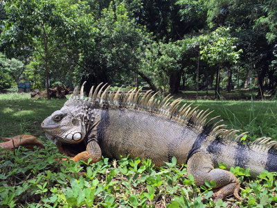 Iguana at Botanical Garden
