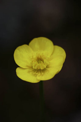 Buttercup