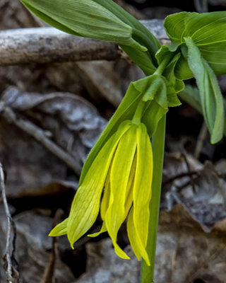 Large Flowering Bellwort