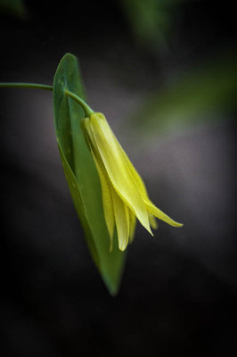 Sessile Bellwort