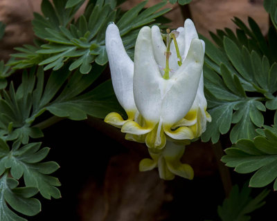 Dutchman's Breeches