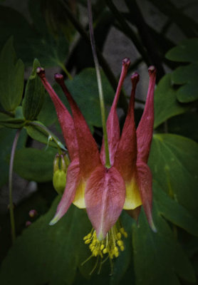 Wild Columbine