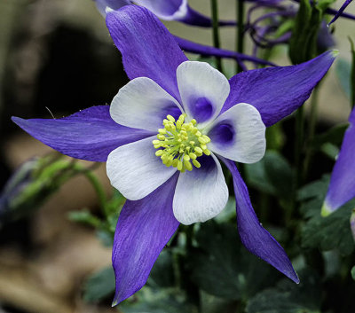 Hybrid Columbine