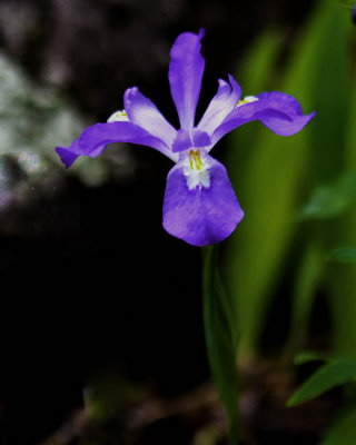 Crested Iris
