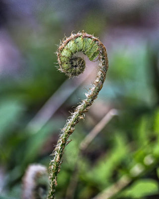 Fiddlehead Fern