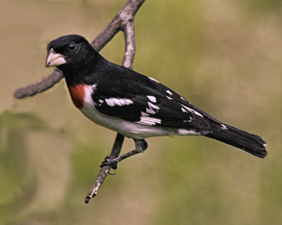 Male Grosbeak