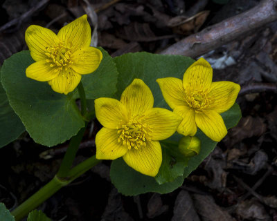 Marsh Marigold