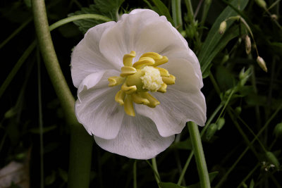 Mayapple