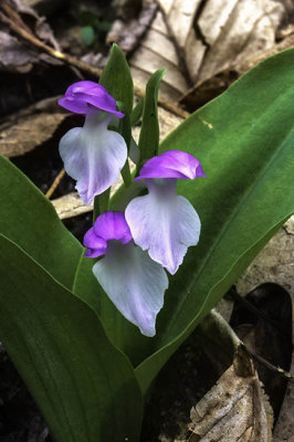 Showy Orchis