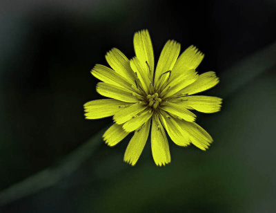 Rattlesnake Weed