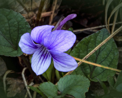 Long-spurred Violet