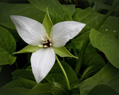 Ill Scented Trillium