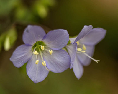 Greek Valerian