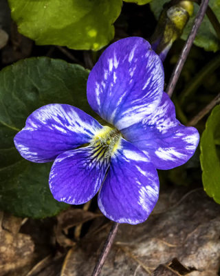 Striped violet