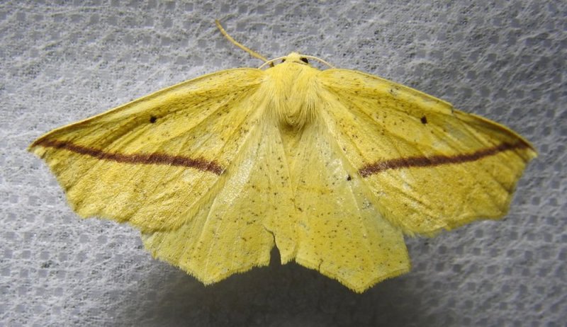 Tetracis crocallata - 6963 - Yellow Slant-line