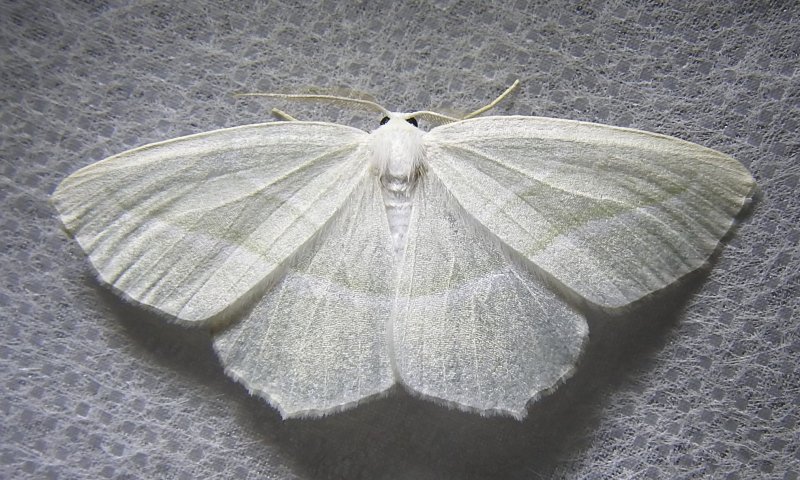 Campaea perlata - 6796 - Pale Beauty Moth
