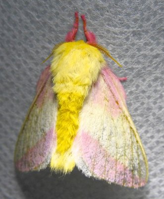 Dryocampa rubicunda - 7715 - Rosy Maple Moth
