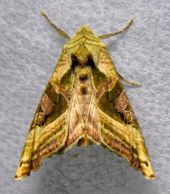 Phlogophora iris - 9546 - Olive Angle Shades Moth