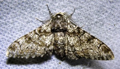 Biston betularia - 6640 - Peppered Moth	