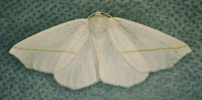 Tetracis cachexiata - 6964 - White Slant-line