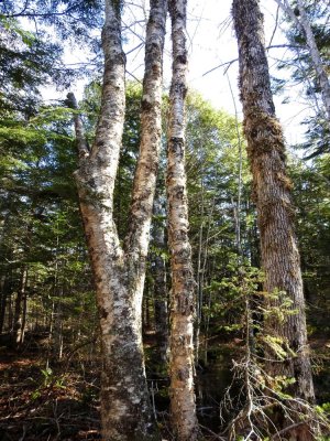 small clump of Yellow Birch