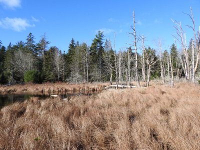 Haley's Meadow on Spurr Brook - 1