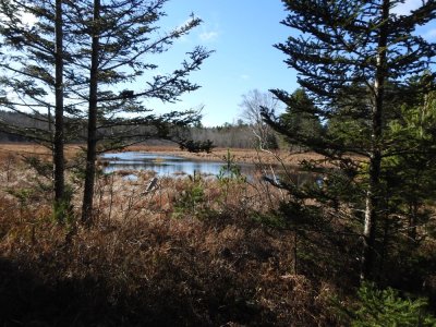 Haley's Meadow on Spurr Brook - 2