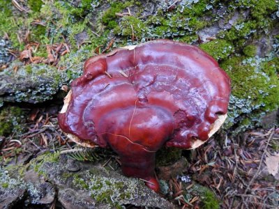 Ganoderma tsugae bracket fungi