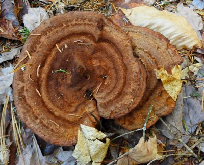 Brown fungi - unname