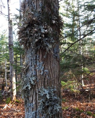 Tree Lungwort lichen