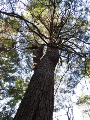 massive Eastern White Pine