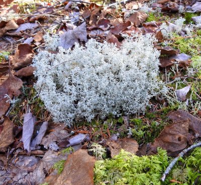 Reindeer Moss (lichen)