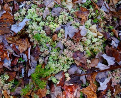 Sphagnum moss