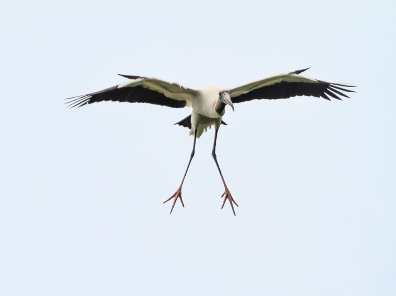Wood Stork with Lift Tabs Deployed