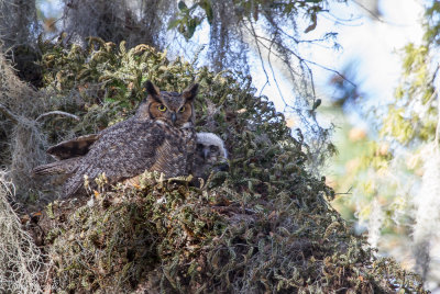 Owls' Nest