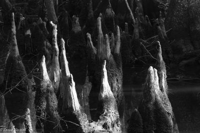Swamp Cypress Knees