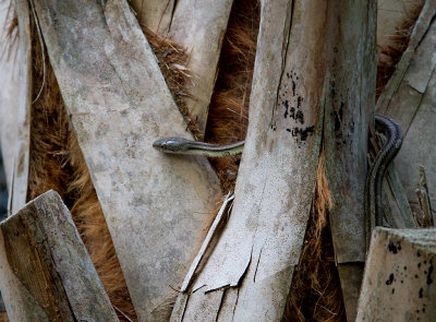 Yellow Rat Snake in the Palm Tree