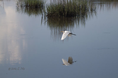 Egret on the Wing