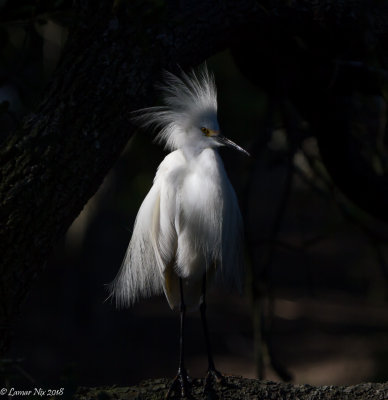 Standing In the Shadows - Snowy Egret